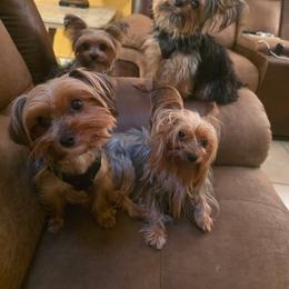 Stella - Yorkshire Terrier