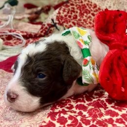 Tigger - Parti male Goldendoodle puppy in Camden, North Carolina from Oopsie Doodles of NC