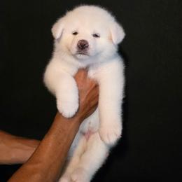 Ichirou Go Shikisou - White female Japanese Akitainu puppy in New Castle, Pennsylvania from Four Seasons Akita (Shikisou)