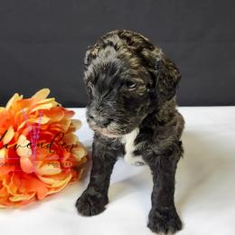 Whiskey Sour - Black and tan male Cockapoo puppy in Mancelona, Michigan from Lavender poodles & doodles