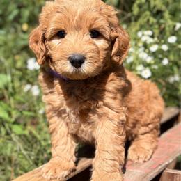 Prescott - Red  female Goldendoodle puppy in Zeeland, Michigan from Dandelion Lane Doodles