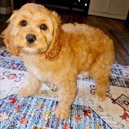 Thelma - Buff and white female Cockapoo puppy in Indiahoma, Oklahoma from Phamily Doodles