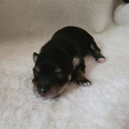 Maltipoo Puppies from Snow Pond Farm