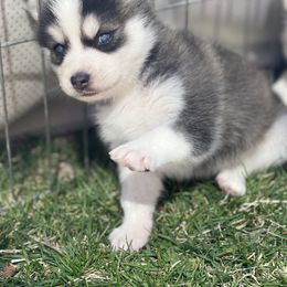 Chinese Crested and Pomsky Puppies from Willow Creek Cresteds