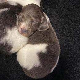 Holmes - Gray (blue) and cream male Dachshund puppy in Brooksville, Florida from Dip N Doxies