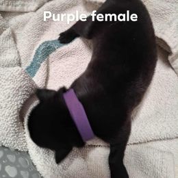 Purple female - Black female Belgian Malinois puppy in Fort Worth, Texas from North Texas Working Malinois