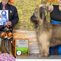 Beaucerons and Briards from du Coeur Rose Briards and Beaucerons