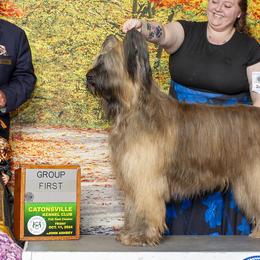 Beaucerons and Briards from du Coeur Rose Briards and Beaucerons