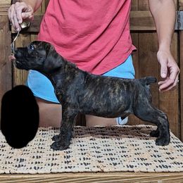 Black Collar - Brindle male Boerboel puppy in Pattison, Texas from Sure Bet Kennels
