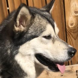 Layla - Alaskan Malamute