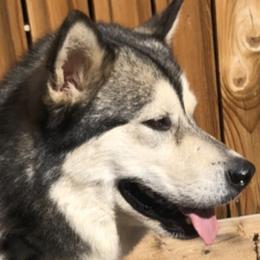 Layla - Alaskan Malamute