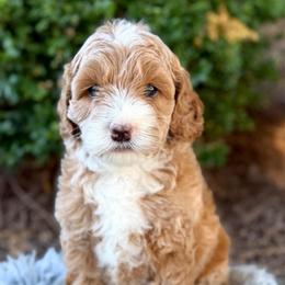 Tootsie - Caramel female Australian Labradoodle puppy in Auburn, Washington from West Valley Labradoodles