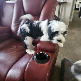 Maddie - White and black female Tibetan Terrier puppy in Dorena, Oregon from Angel Tibetans Of Oregon