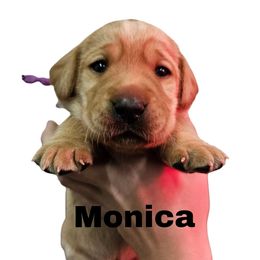 Monica - Yellow female Labrador Retriever puppy in Sidney, Nebraska from Nebraska Strong Labradors