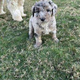 Sheepadoodle Puppies from Zydeco Doodles