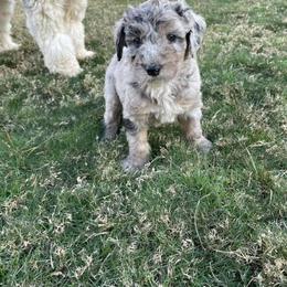 Sheepadoodle Puppies from Zydeco Doodles