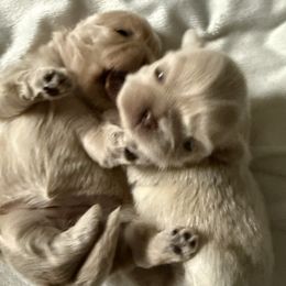 Girl 2 - Cream and white female Shih Tzu puppy in Birch River, West Virginia from Karen's Shih Tzus