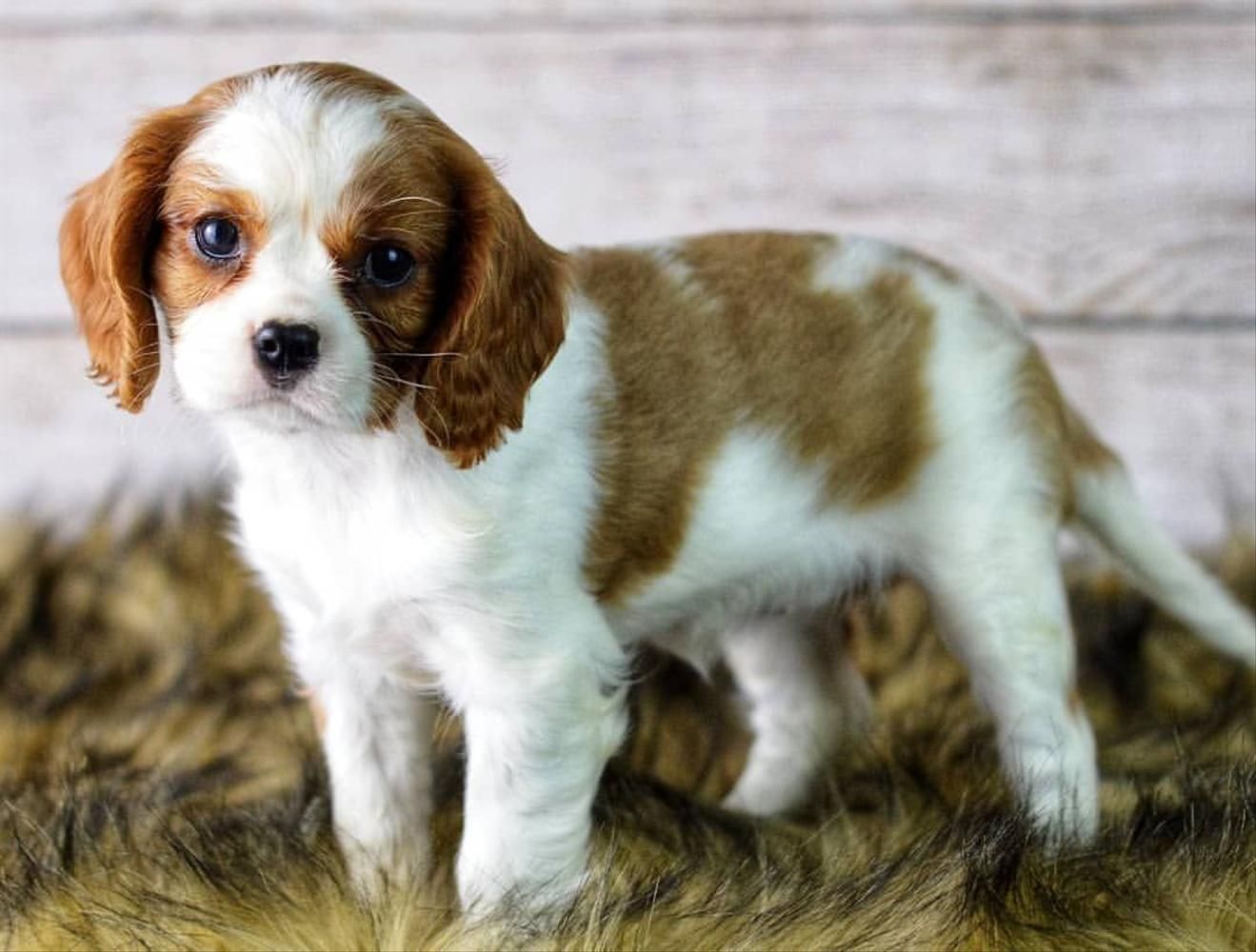 A Cavalier puppy stands on a fur rug