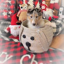 Collie Puppies from Cold Mountain Collies