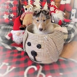 Collie Puppies from Cold Mountain Collies