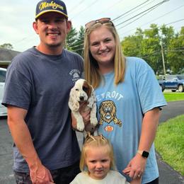Caterpie - Mahogany and white male Basset Hound puppy in Lebanon, Ohio from Golden Acres D & B