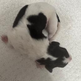 Boy black spotted on white - Black male Borzoi puppy in Texas from Royal Chase Borzoi