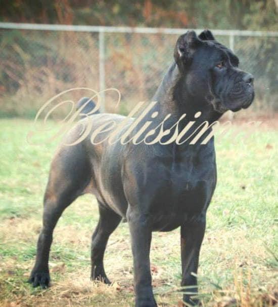 Bellissima Cane Corso in Kentucky Cane Corso puppies Good Dog