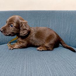 Stetson (yellow) - Chocolate male Dachshund puppy in Crandall, Texas from The Weenie Hut LLC