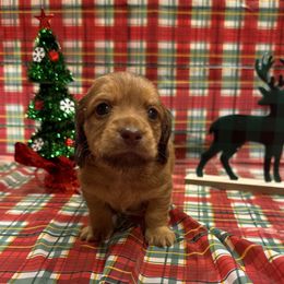 Blue - Chocolate and cream male Dachshund puppy in Poolville, Texas from Horton Hears a Weenie