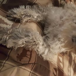 Roxy - Miniature Schnauzer