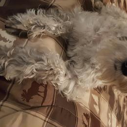 Roxy - Miniature Schnauzer