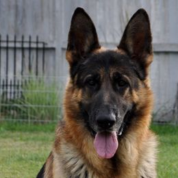 German Shepherds from Conlee German Shepherds