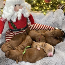 Green - Red  male Goldendoodle puppy in Southampton, Pennsylvania from Pumpkin Patch Doodles