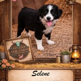 Selene - Black & white female Australian Shepherd puppy in Citra, Florida from AEW Farm