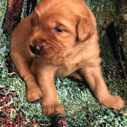 Golden Retriever Puppies from Bella Mia Goldens