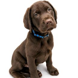 RIVER - Chocolate male Labrador Retriever puppy in Chicago, Illinois from Urbane Retrievers