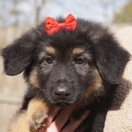 German Shepherd Puppies from West Haus Shepherds