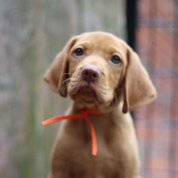 Mr Potato Head - Golden rust male Vizsla puppy in Bloomington, Indiana from Envizion