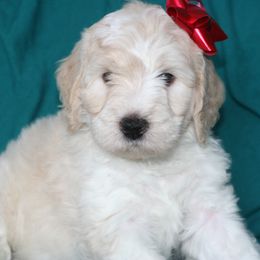 Snickerdoodle - Yellow and white male Bernedoodle puppy in Burtchville, Michigan from Sparling's Doodles