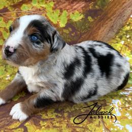 Jackson - male Miniature Australian Shepherd puppy in Lumberton, Mississippi from Talowah Aussies