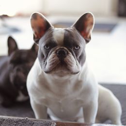 Denim - French Bulldog