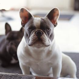Denim - French Bulldog