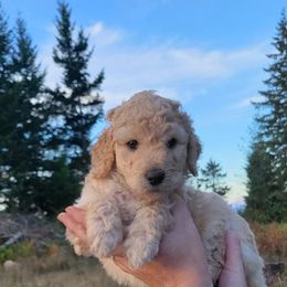 Aussiedoodle and Poodle Puppies from Aussiedoodles by Maggie