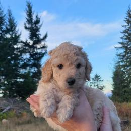 Aussiedoodle and Poodle Puppies from Aussiedoodles by Maggie