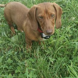 Dachshunds from Wild and Wonderful Wieners
