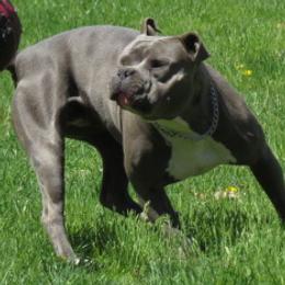 American Bullies from PlayHouse Bullies