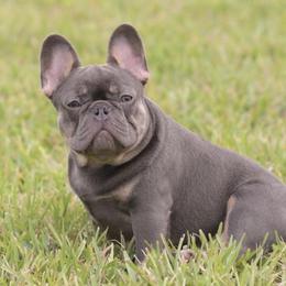 Lola - French Bulldog