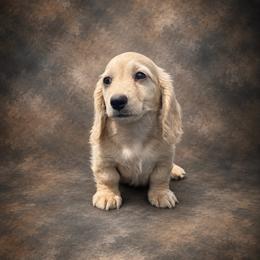Jonah - Cream male Dachshund puppy in Mountainburg, Arkansas from Charisma Dachshunds