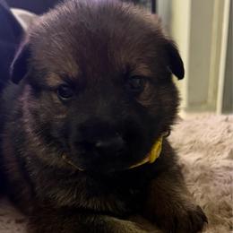 Yellow Sable Girl - Sable female German Shepherd puppy in Kissimmee, Florida from Pray Love Shepherd Kennels