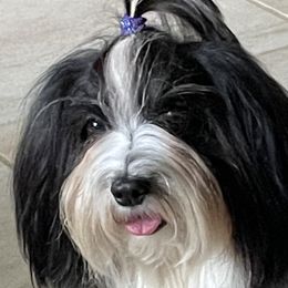 Havanese from Elysium Fields Farm
